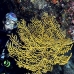 fan_sea_pww_v_0415_pal2138.jpg